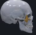 <p>What bone of the skull is this?</p>