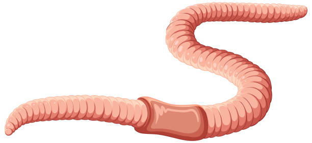 <p>an area of the body in annelids with specialized cells that form a protective mucus layer during reproduction for the cocoon stage. </p>
