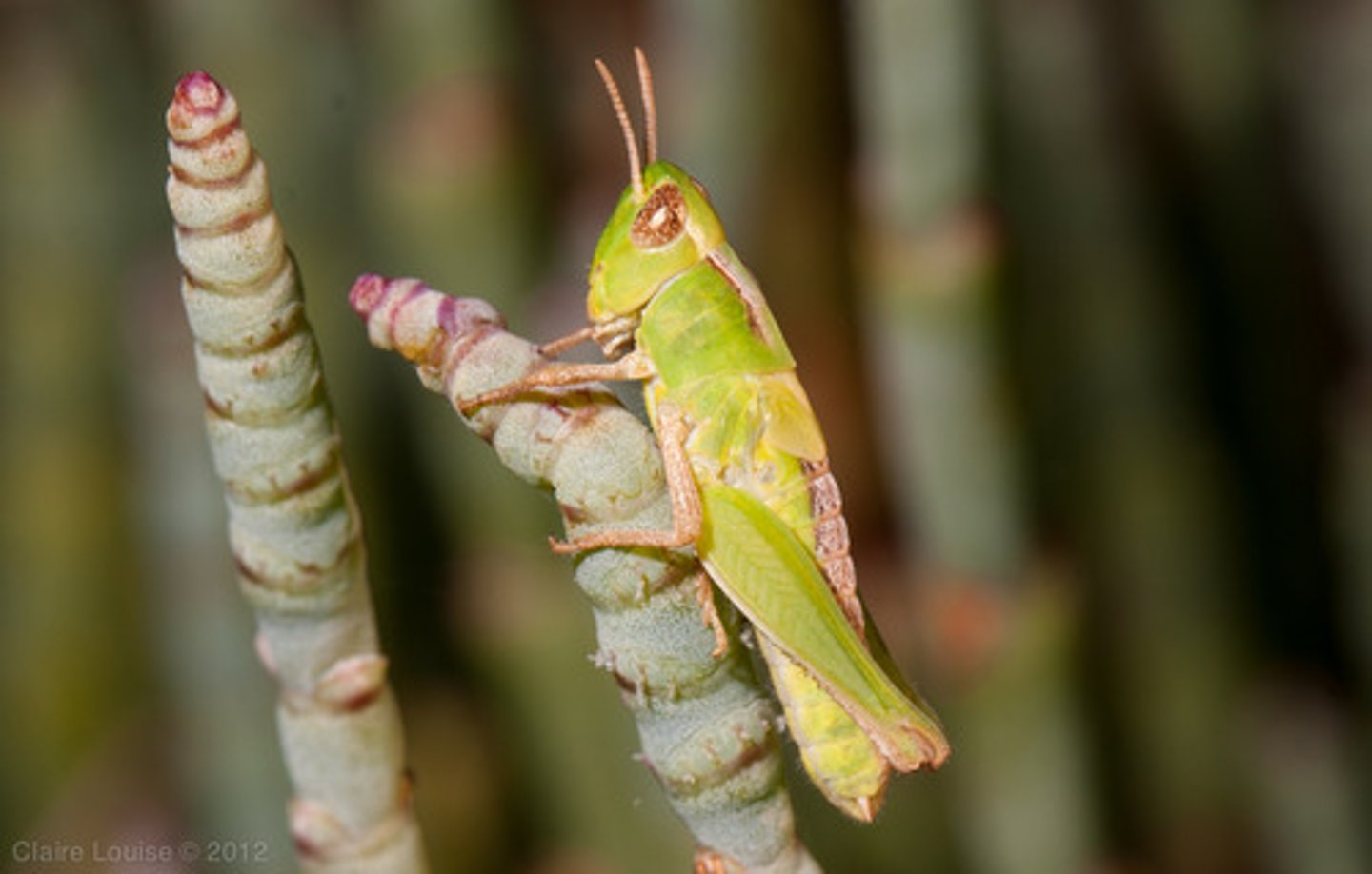 <p>pronotum does not extend beyond base of wings<br>wings usually well-developed, but short (brachypterous) or absent (apterous) in some species, and wing length may be variable within a single species<br>antennae short, typically about one-half body length, with &lt;30 segments<br>tympana (hearing organs), if present, are on the sides of the first abdominal segment<br>hind femora greatly enlarged (for jumping), typically about as long as hind wings<br>ovipositor short and stout<br>tarsal formula 3-3-3</p>