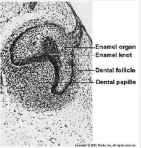 <p><strong><span style="font-family: Times New Roman, serif">Only occurs on the molars. </span></strong></p><p><strong><span style="font-family: Times New Roman, serif">Forms in “Cap Stage”. </span></strong></p><p><strong><span style="font-family: Times New Roman, serif">Clusters of non-dividing epithelial cells visible in section of molar cap stage tooth germs. Enamel knots organize for the formation of cusps in the molariform compartment.</span></strong></p>