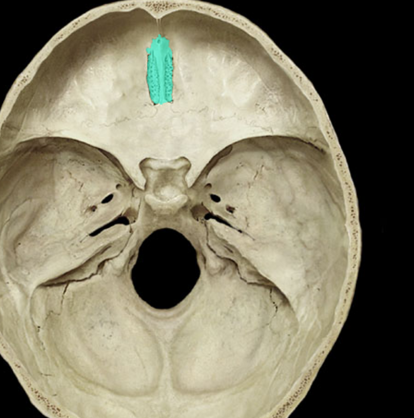 <p>what bone is highlighted</p>