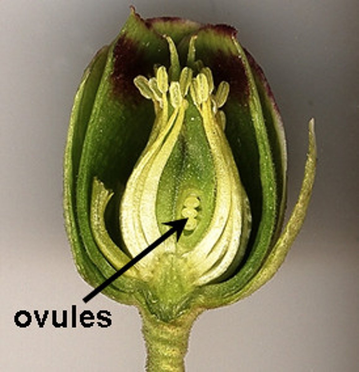 <p>Sporangium that typically contains only a single spore that develops into a very small egg-producing gametophyte; entire structure is enclosed by leaflike structures called integuments</p>