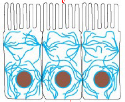 <p>Intermediate filament </p>