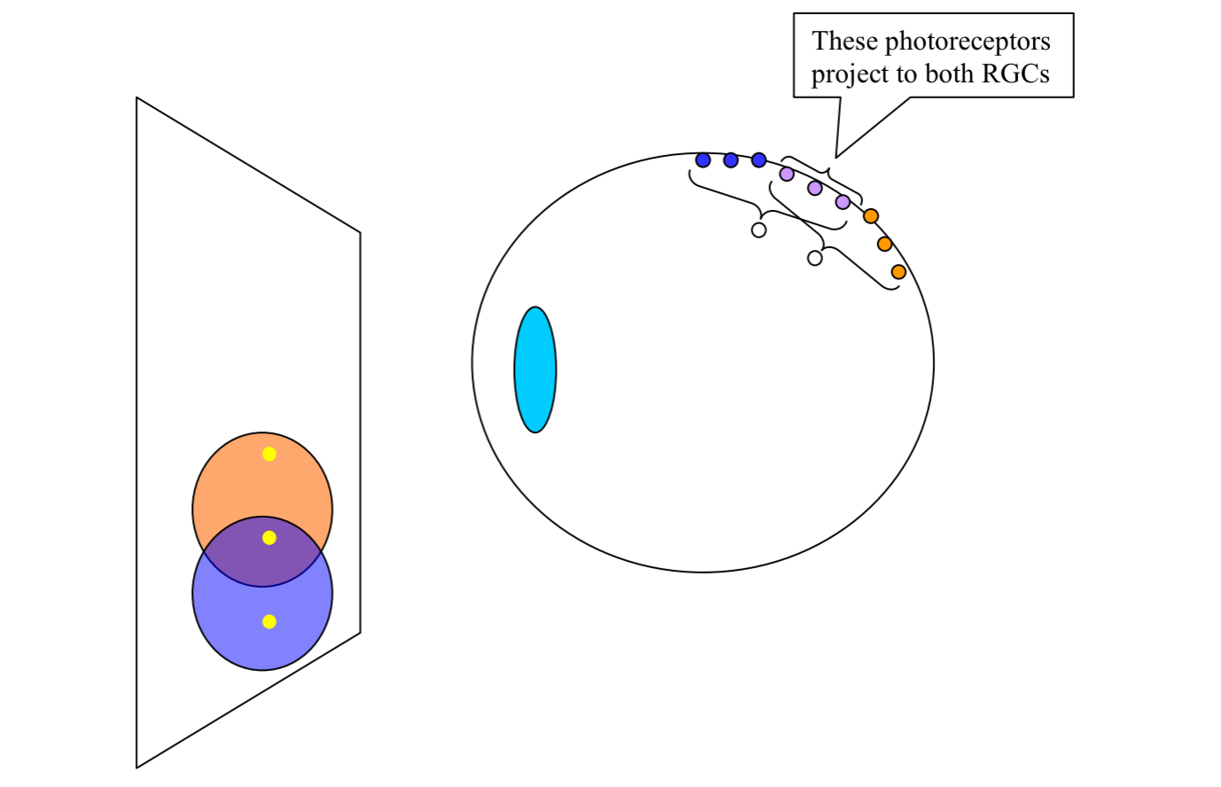 <ul><li><p>receptive fields overlap</p></li><li><p><strong>Consequence</strong>: light from one point in the visual field will affect many different RGCs </p></li></ul><p></p>