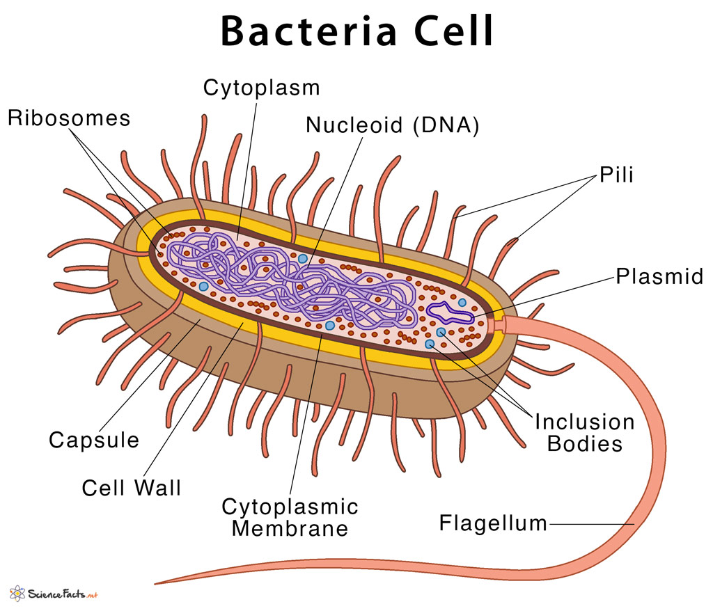 <ol><li><p>microscopic unicellular organisms</p></li><li><p>have a cell membrane, cell wall made of peptidoglycan, cytoplasm, plasmids(small loops of DNA) </p></li><li><p>lack a nucleus but contain a circular chromosome of DNA </p></li><li><p>some can photosythesise but most feed off other living or dead organisms</p></li><li><p>some have flagella for movement</p></li><li><p>some have a slime layer or capsule</p></li></ol><p></p>