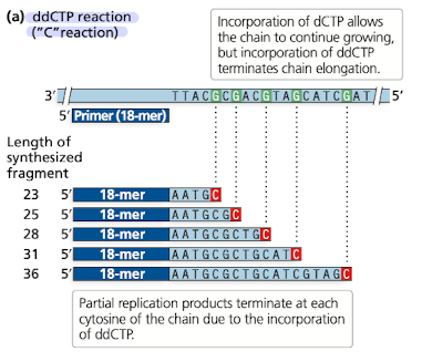 <p>4 dNTPs are used in high concentrations, to them is added ddNTPs in a smaller concentration </p><ul><li><p>ddNTPs have absence of 3’OH (carbon) </p></li><li><p>when ddNTP is incorporated into a growing strand, the synthesis of the strand is terminated at that point</p></li></ul><p></p>