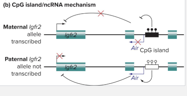 <ul><li><p>ICR contains a noncoding RNA whose transcription is controlled by CpG islands</p></li><li><p>Nonmethylated paternal CpG island allows production of Air ncRNA; transcription of lgfr2 is silenced</p></li><li><p>Methylated maternal CpG island prevents production of Air; transcription of lgfr2 is active</p></li></ul><p></p>