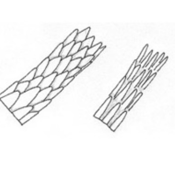 <p>What type of cuticle pattern is this? </p>