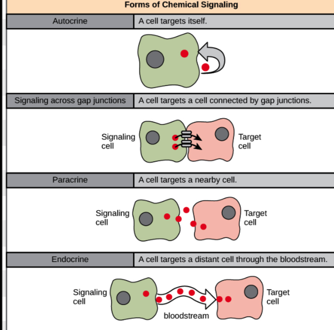<p><span>Endocrine (long-distance), Paracrine (short-distance), Autocrine (same cell sends and receives), and Direct cell-to-cell (adjacent cells communicate via contact).</span></p>