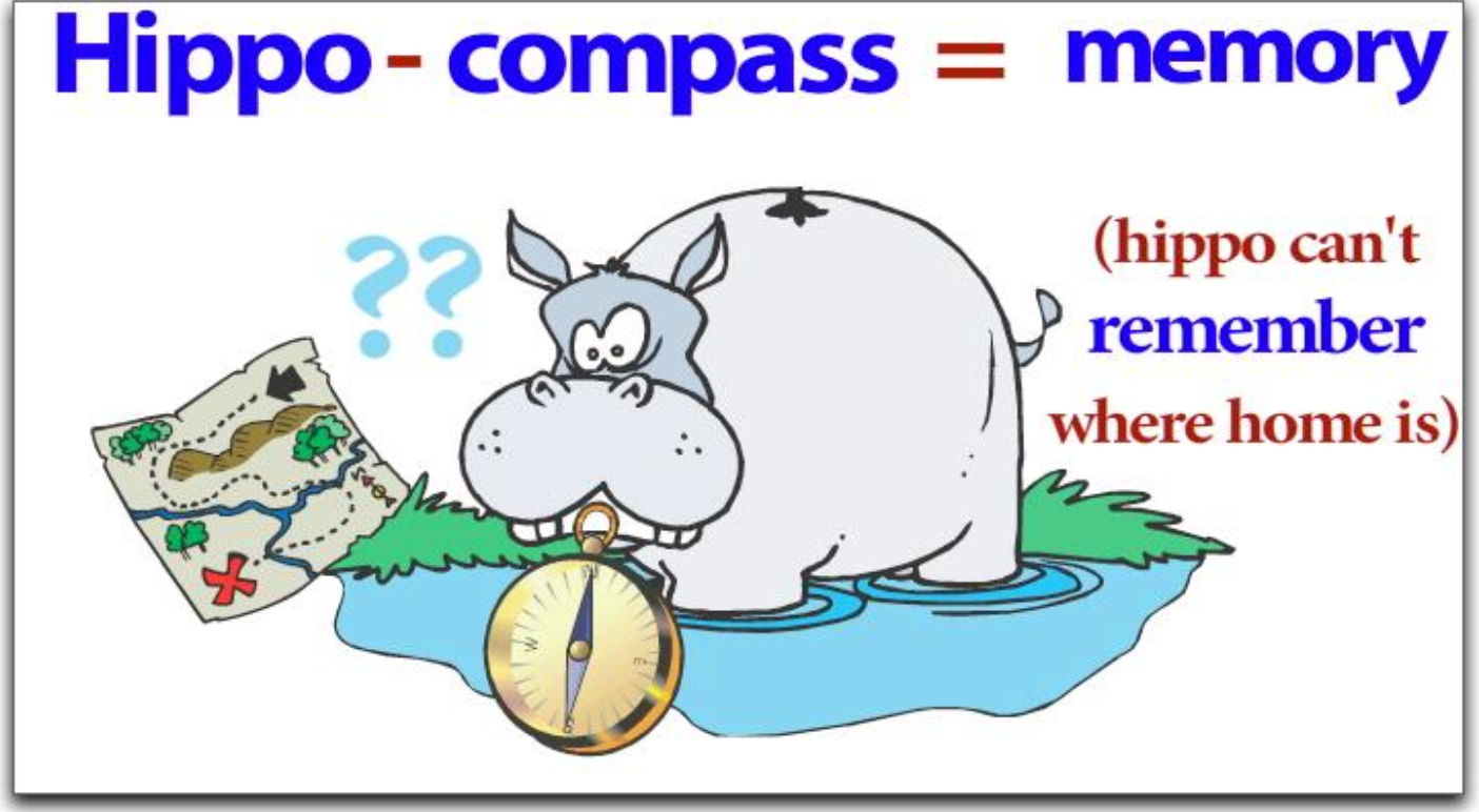 <p>what is the function of the hippocampus?</p>
