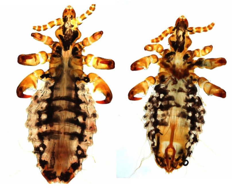 <ul><li><p>Head narrower than thorax (sucking lice)</p></li><li><p>1st pair of legs shorter and thinner than others</p></li><li><p>No parategal plates</p></li><li><p>Bulging post-antennal margins</p></li></ul>