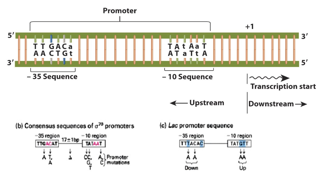 <ol><li><p>which strand will serve as a template </p></li><li><p>starting point for transcription </p></li><li><p>strength of polymerase binding </p></li></ol><p></p>