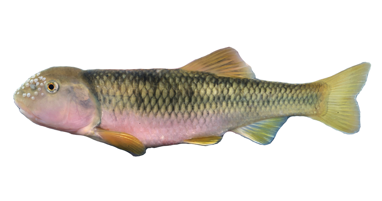 <p><span>-Large bulbus head (males)</span></p><p style="text-align: left;"><span>-Tubercles not past eye</span></p><p style="text-align: left;"><span>-Large scales</span></p>