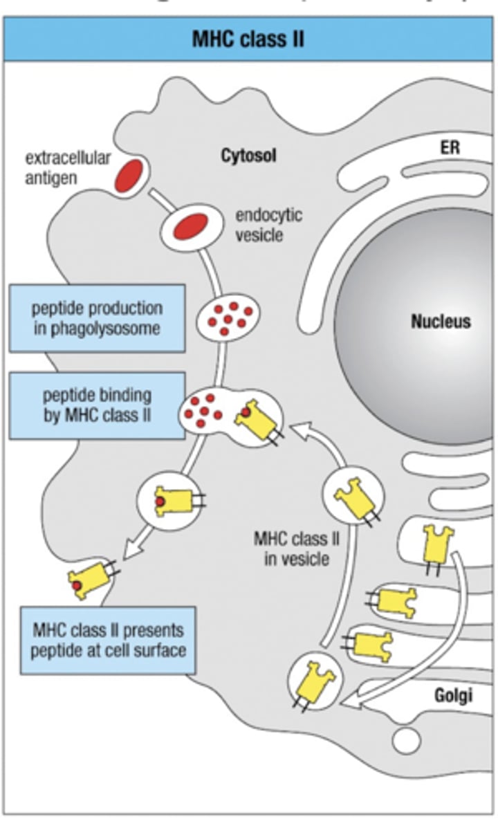 <p>Antigen Processing Pathway</p><p>-1. Extracellular antigen enters and placed in vesicle</p><p>-2. Peptide production contained to phagolysosome</p><p>3. MHC class II leaves Golgi Apparatus in vesicle to go meet extracellular antigen peptides</p><p>4. fuse and bind together</p><p>5. MHC class II presents antigen peptide at cell surface</p>