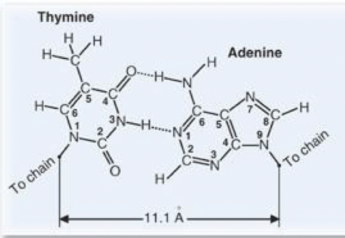 <p>A. Adenine</p><p>C. Guanine</p>