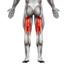 <p>Posterior Thigh</p>