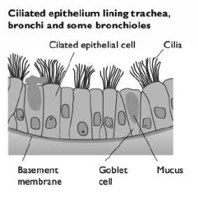 Function: To move mucus that contains bacteria and dirt.
Structures within a Ciliated Cell:
• Goblet Cells - Make mucus to trap dirt and bacteria. It is then swept away to the back of the throat by the cilia.