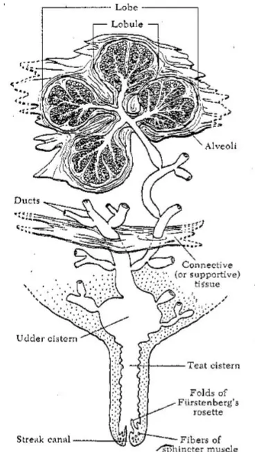 <p>Alveoli lying on basement membrane, surrounded by smooth muscle.</p><p>Myoepithelial cells eject milk into ducts</p><p>Ducts move milk from alveoli to teats, udder cistern stored milk and opens into teat cistern (sphincter muscle contracts, annular fold separates. </p>