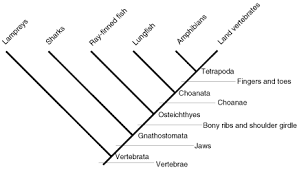 <p>Cladogram</p>