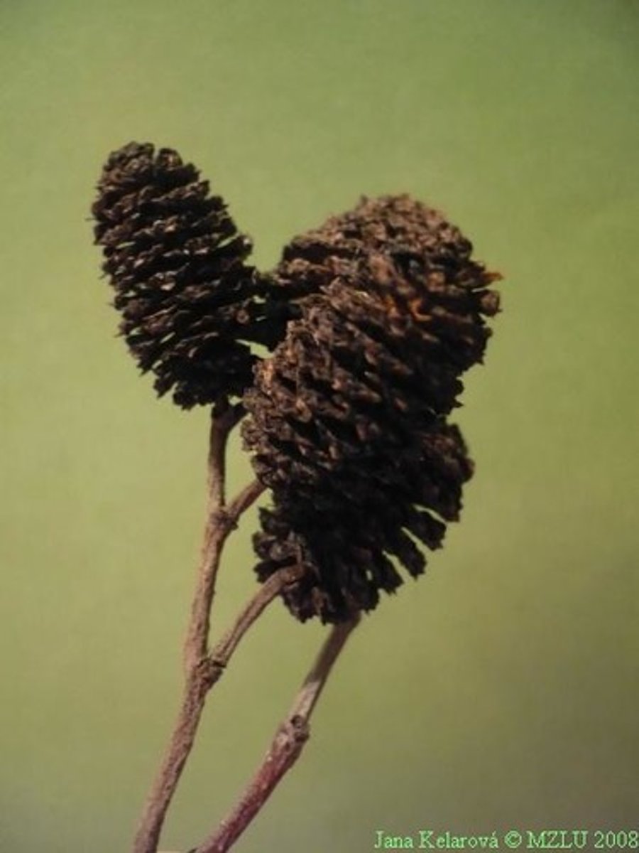 <p>- Zralé šištice tmavohnědé, <strong>dlouze stopkaté</strong>, otevřené vytrvávají přes zimu.</p><p>Nažka pětiúhelníkovitá, červenohnědá.</p>
