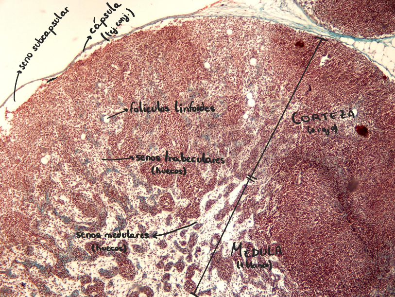<p>Ganglio linfático</p><p>Corteza:</p><ul><li><p>externa - folículos linfáticos</p></li><li><p>interna - tej linfoide difuso + vénulas del endotelio alto</p></li></ul><p></p>