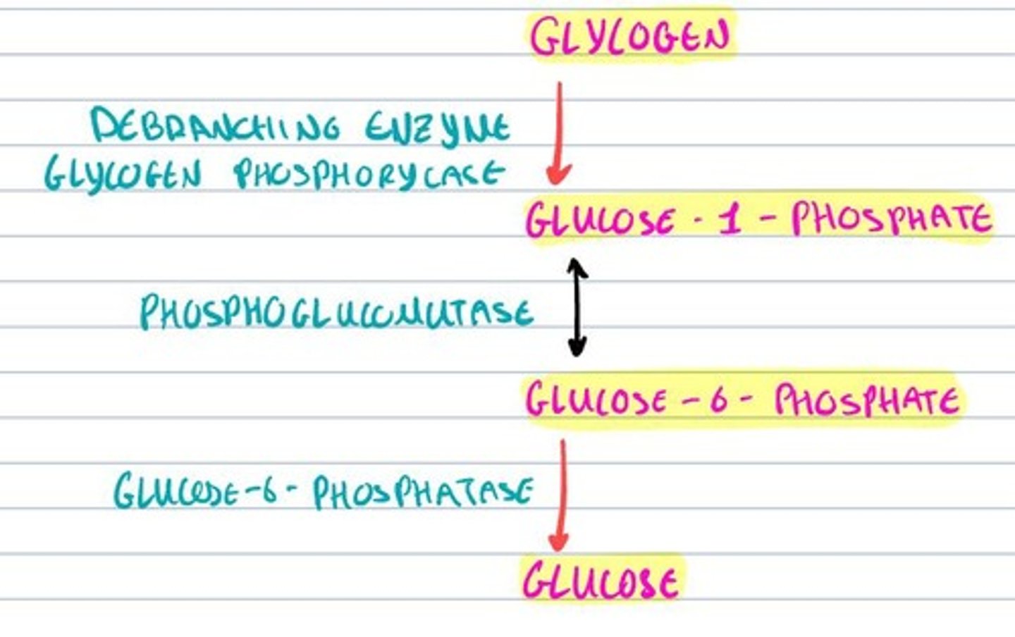 knowt flashcard image