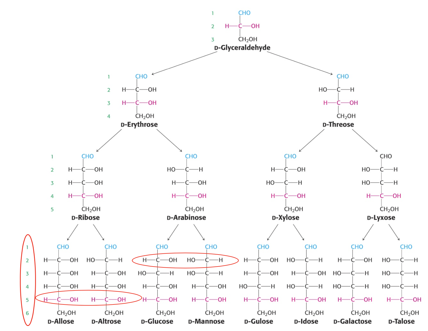 <ul><li><p>“D” designates the configuration of the asymmetric carbon furthest from the aldehyde group</p></li><li><p class="p1">D-glucose, D-mannose and D-galactose are abundant six carbon sugars</p></li><li><p class="p1">D-glucose and D-mannose differ in configuration only at C-2</p></li></ul><p></p>