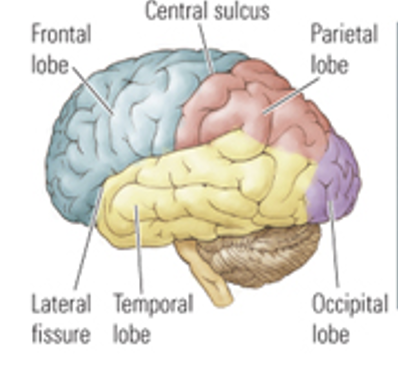 <p>divides temporal lobe from the rest of the brain </p>