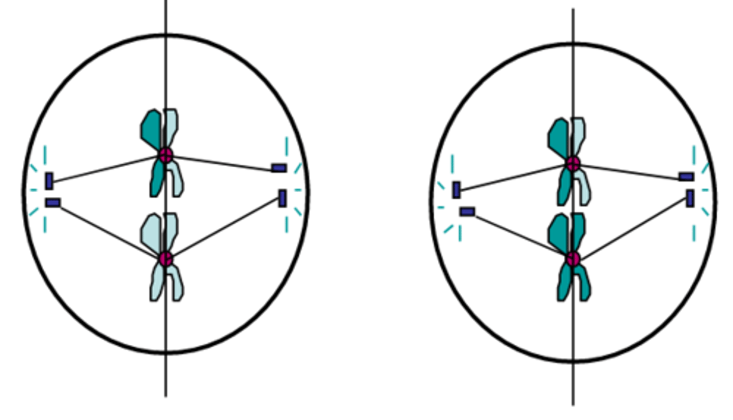 <p>The second stage of meiosis II; chromosomes made up of two sister chromatids line up across the centre of the cell; spindle fibres from the opposite poles of the cell attach to one of each pair of chromatids; identical to mitotic metaphase except in meiosis I the number of chromosomes was reduced by half</p>