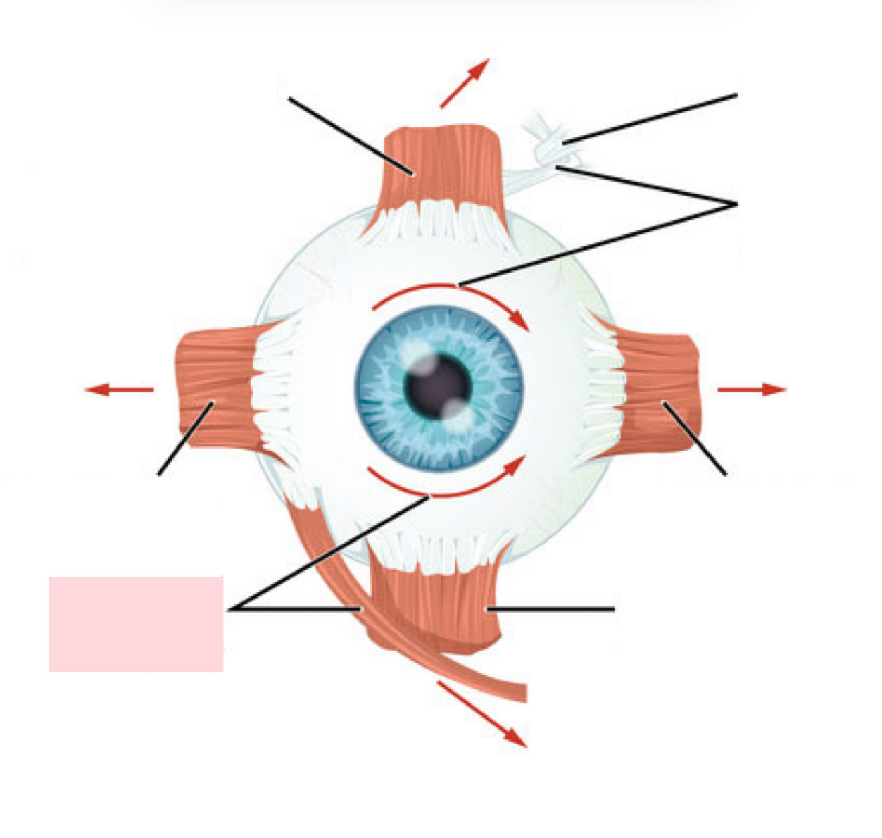 <p>Label the Diagram</p>