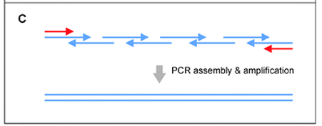 <ol><li><p>All gene construction primers (blue) and the gene-end amplification primers (red) are combined in a single PCR reaction.</p></li><li><p>Assembly and amplification occurs simultaneously.</p></li></ol><p></p>