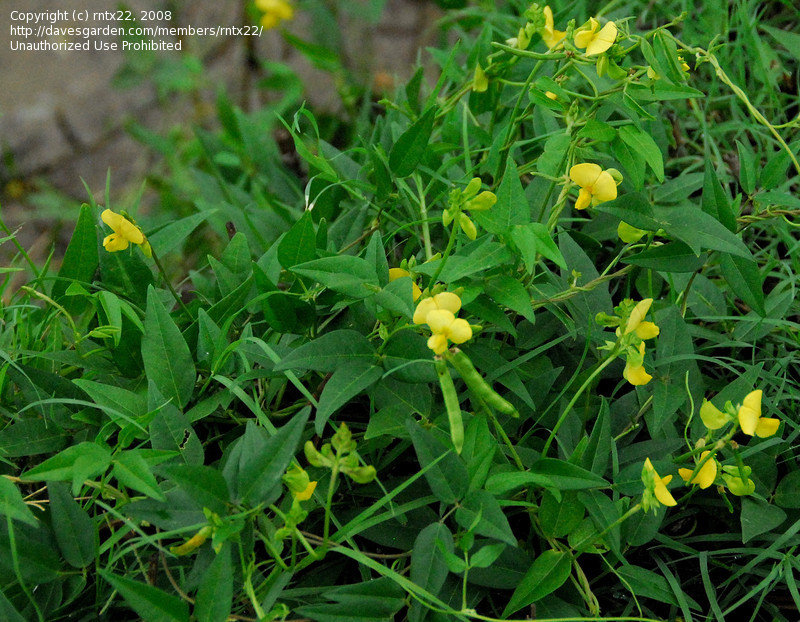 Deer pea
