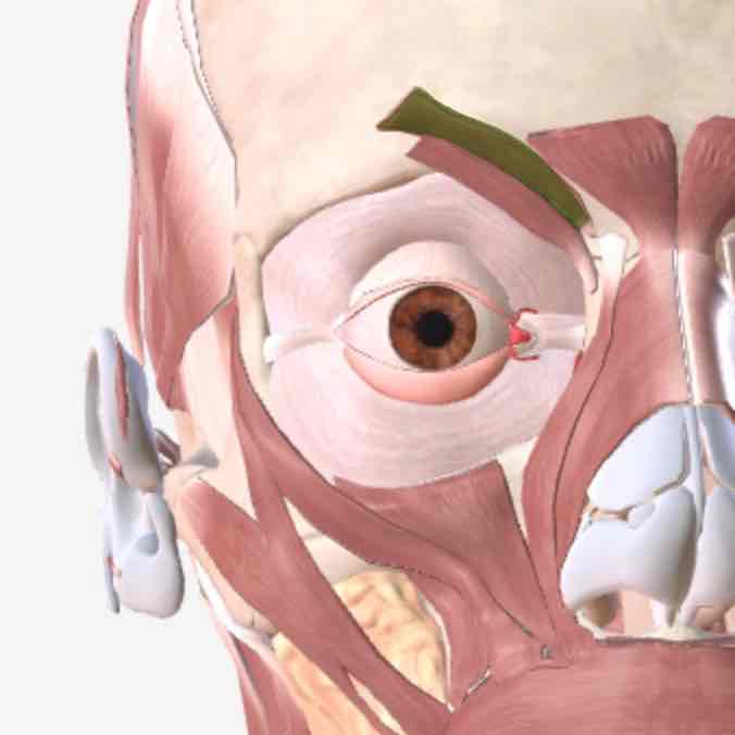 <p>Corrugator supercilii muscle</p>