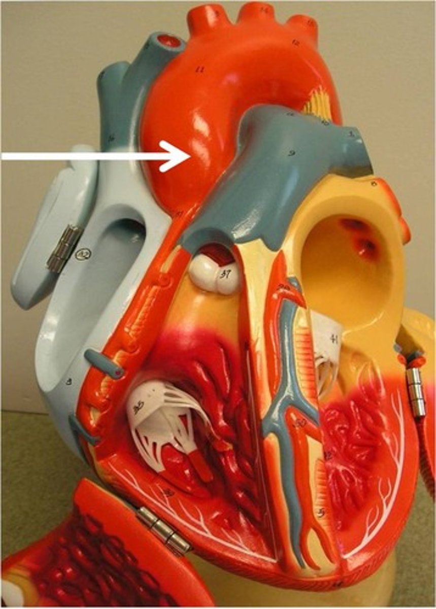 <p>Description: Artery extending from the left ventricle where the coronary blood vessels originate.</p><p>Relationship: Continues as the arch of the aorta. Located posterior to the pulmonary trunk.</p>