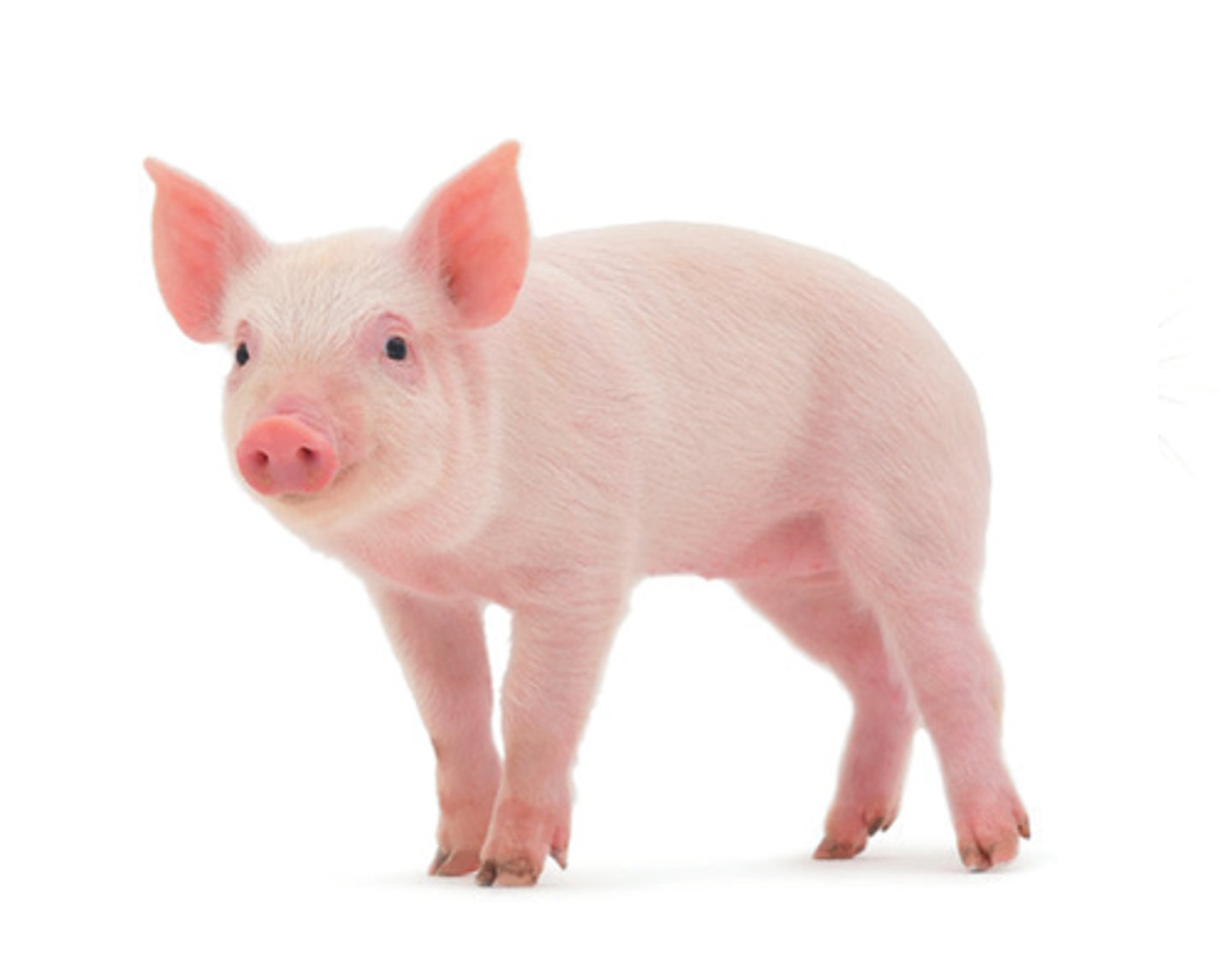 <p>pig</p>