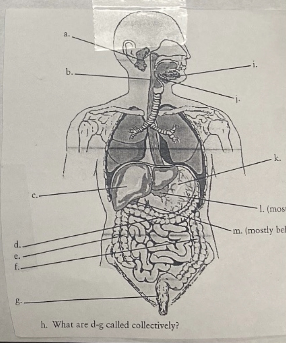 <p>Digestive System</p>