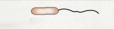 <p><span>One at one end</span></p>