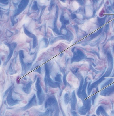 <ol><li><p><strong>Name the tissue type</strong></p></li><li><p><strong>Name the cell type</strong></p></li><li><p><strong>Know where it is found in the body</strong></p></li><li><p><strong>Know its structure</strong></p></li></ol><p></p>