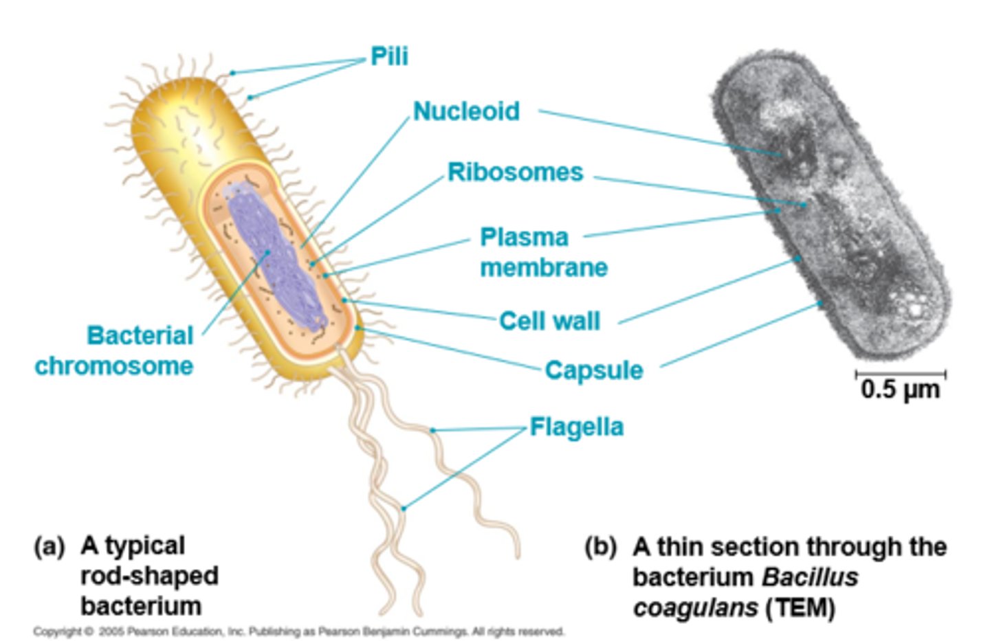 <p>1. no nucleus</p><p>2. DNA in nucleoid (unbound region)</p><p>3. no membrane bound organelles</p>