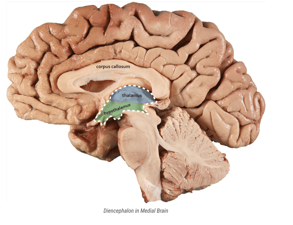 <ul><li><p>this structure is a dense bundle of nerve fibers that serve as pathway and connection btwn the two cerebral hemispheres</p></li><li><p>this connection allows the brain to integrate sensory and motor info from both sides of the body</p></li><li><p>and to coordinate whole body movements and function</p></li></ul><p></p>