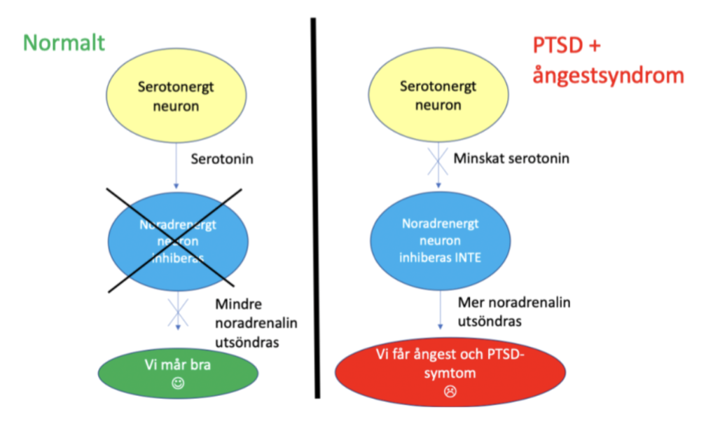 <p>→ Lågt serotonin</p><p>→ Lågt noradrenalin (hög evidens)</p><p></p><p>Vid OCD finns en överaktivitet i den direkta banan som projicerar till <strong>orbitofrontala prefrontalcortex</strong>. Överaktiviteten skulle göra att tvångstankar som relaterar till fara lättare uppstår → vi genomför tvångstanken för att eliminera fara. </p>