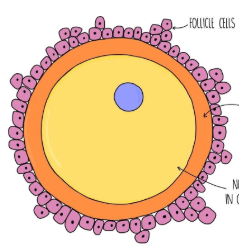 <p><strong>EGG CELL</strong></p>