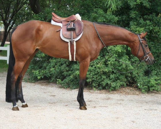 <p>photo of bay horse</p>