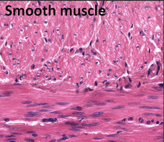<p>This tissue is found in walls of hollow organs</p><p>Examples: stomach, urinary bladder, and airways</p><p>Not striated</p><p>Involuntary: cannot be controlled consciously</p><p>Key words for smooth muscle: visceral, nonstriated and involuntary</p>
