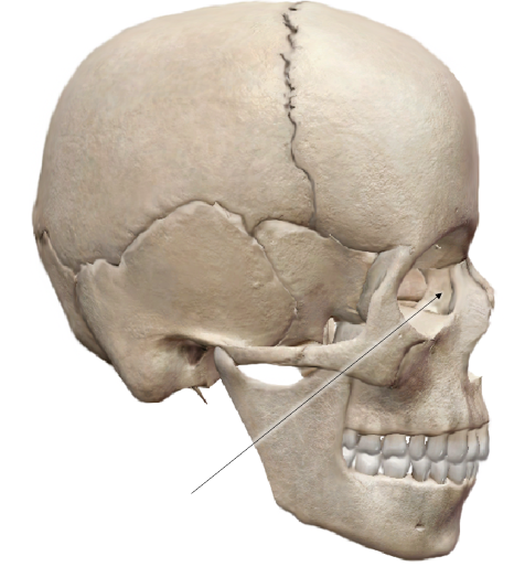 <p>Name the bone</p>