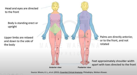 *  tubuh berdiri tegak dan lurus (body is standing erect or upright)


* Mata & wajah lurus kedepan 
* Ekstrimitas superior atau tungkai atas posisi releks,jatuh ke bawah, tdk ada menekuk, tdk rapat, tdk terlalu jauh 
* Telapak tangan menghadap ke depan *kunci posisi anatomi* (palms are directly anterior or to the front and not rotated)
* Jempol kaki hrs lurus depan dan posisi kaki terbuka sebahu