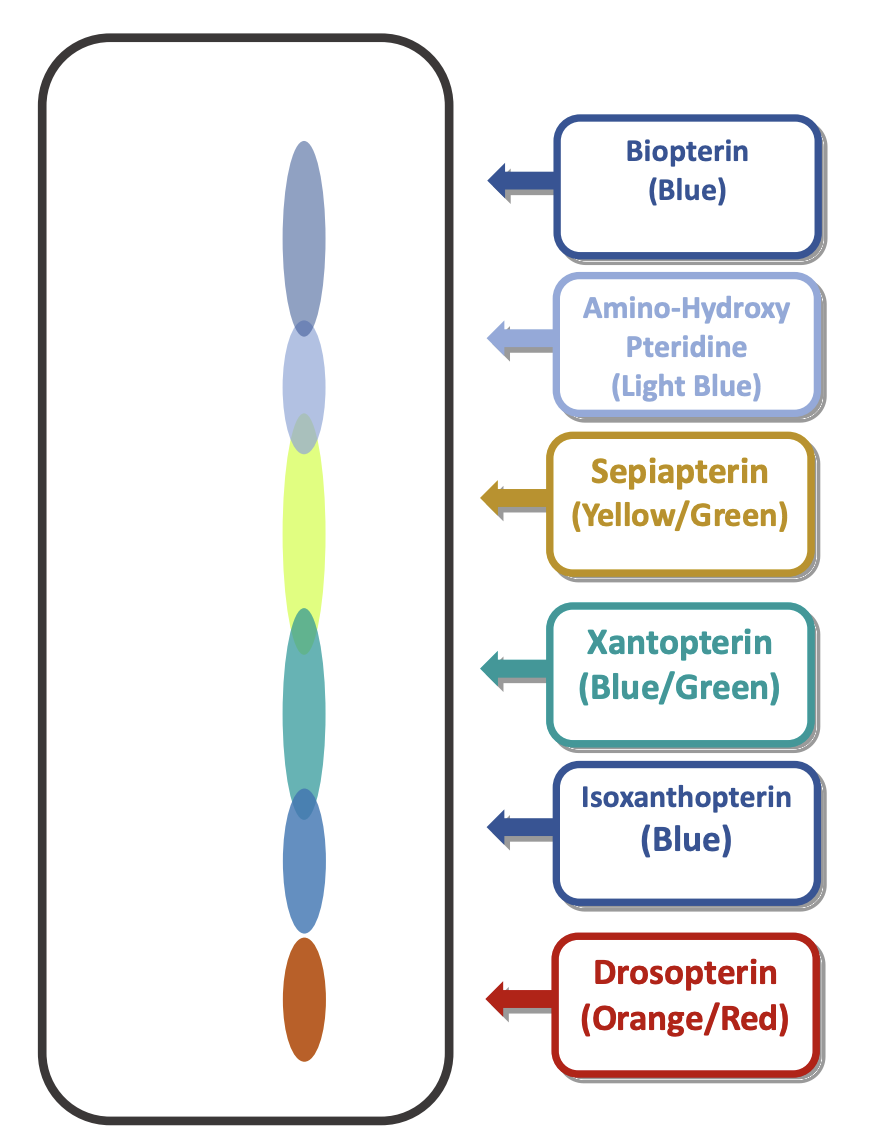 <p><strong>Rf = (pigment distance) / (total solvent distance)</strong></p><p>Compare the mutants to wild type and look for missing precursors and precursors which have accumulated. For some strains, you may be limited in the conclusions you can reach, since not all pigments are visible on the chromatograph.</p><p>Consider the three results of mutations in metabolic pathways: </p><ol><li><p><strong>Lack of end product in the pathway</strong></p></li></ol><ul><li><p>A dysfunctional enzyme in the pathway prevents the pathway from being completed and therefore the synthesis of the final product</p></li></ul><ol start="2"><li><p><strong>Buildup of metabolic precursors</strong></p></li></ol><ul><li><p>A dysfunctional enzyme prevents the pathway from continuing, while simultaneously causing the buildup of an intermediate molecule due to the enzyme being unable to break it down.</p></li></ul><ol start="3"><li><p><strong>Activation of alternate pathways to neutralize chemical intermediates.</strong></p></li></ol><ul><li><p>Doesn’t always happen, but often a cell is able to use other enzymes to neutralize an accumulating chemical intermediate. This can be accomplished by&nbsp;“shunting” the molecule into an alternative pathway</p></li></ul><p></p>