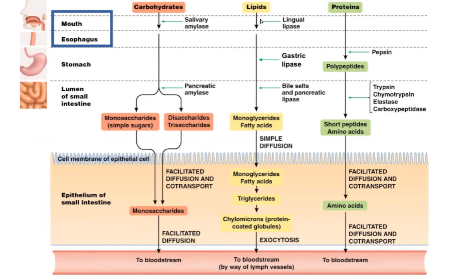 - 4 stages of food processing
1. Ingestion of nutrients
--> Goes through mechanical digestion to reduce smaller bits of food in order to be swallowed 

2. Digestion of large macromolecules into building blocks (monomers) 
--> Chemical digestion turns food into smaller molecules which are able to enter the body cells 

3. Absorption of monomers from gut into internal environment 

4. Elimination of metabolic waste through liver secretions 

- Other functions of the digestive system
--> Removal of non-absorbable ingested stuff
--> Metabolic transformation of fuel molecules and detoxification of foreign substances in liver 
--> Fighting infectious microorganisms in your gut 

- Steps of human digestive system (mechanical + chemical)
1. Mouth
--> Site of mechanical and chemical processing
-----> Tongue manipulates food so that teeth can chew food
-----> Saliva digests carbs 
--------> Saliva also contains mucin, a wetting agent that helps make the bolus slide more easily 
--------> Chemical digestion of certain food is done by salivary amylase & lipase
--------> Consists of: 
-----------> Mucin: protects mouth and lubricates
-----------> Buffers: protects tooth decay
-----------> Antibacterial agents
-----------> Salivary amylase
---------------> Begins the process of digesting starch, breaking off disaccharides
-----------> Salivary lipase 
---------------> Begins process of digesting fats (into glycerol and free fatty acids)
--> Swallowing: coordinated movement of the epiglottis and glottis to prevent food from entering windpipe
--> Peristalsis: rhythmic waves of contraction of smooth muscles in the wall of the canals of the digestive tract 

2. Esophagus
--> Transports food

3. Stomach
--> Site of mechanical and chemical processing
-----> Digests proteins
--> Large muscular organ with a deeply folded lining 
--> Gastric glands are within folds and have 3 major cell types: 
-----> Chief cells secrete pepsinogen (activated by low pH to form pepsin, a powerful enzyme)
-----> Mucus cells secrete mucus that lubricates and protects lining of the stomach 
-----> Parietal cells secrete hydrochloric acid (HCl), which activates the pepsinogen 

4. Small intestine
--> Site of last major stages of digestion and absorption 
--> Site of chemical processing and absorption 
-----> Digests proteins, fats, carbs
-----> Absorbs nutrients and water 
--> 3 regions
1. Duodenum
-----> Acid chyme from stomach enters and mixes with 
--------> Bile (aids in absorption of fats)
--------> Intestinal juices and additional digestive enzymes
--------> Pancreatic juice (hydrolytic enzymes and bicarbonate buffer)
2. Jejunum 
3. Ileum 
--> Small intestine has a large surface area due to the microvilli and villi on the intestinal lumen, which allows greater nutrient absorption 
--> In the 1st part of the small intestine 
-----> Acid chyme from stomach enters and mixes with: 
--------> Bile (aids in absorption/emulsification of fats)
--------> Intestinal juice and additional digestive enzymes 
--------> Pancreatic juice (hydrolytic enzymes and bicarbonate buffer)
--> The pancreas produces proteases, protein-digesting enzymes that are activated once they enter the duodenum

5. Large intestine 
--> Absorbs water and forms feces
-----> Contains symbiotic bacteria 
--> Shorter (than small intestine) 
--> Greater diameter
--> Lower in surface area than small intestine
--> Main function is reabsorption (of water and salts) 
--> Home to an abundant and diverse community of bacteria which provide an important source of vitamins (biotin, folic acid, nearly all of your vitamin K, and several B vitamins), they exclude competing and potentially pathogenic bacteria 
-----> Not the case for stomach or small intestine 
--> 4 major regions
-----> Ascending
-----> Transverse
-----> Descending colon
-----> Rectum 

6. Appendix
--> Contains immune tissue
--> Harbors symbiotic bacteria 

7. Anus
--> Eliminates feces

- Human digestive system accessory organs
--> Salivary glands
-----> Secrete enzymes that digest carbs
-----> Supply lubricating mucus 
--> Liver
-----> Secretes molecules that aid in fat digestion
--> Gallbladder
-----> Stores secretions from liver
-----> Empties into small intestine
--> Pancreas
-----> Secretes enzymes and other materials into small intestine 
-----> Produces proteases, protein-digesting enzymes that are activated once they enter the duodenum 