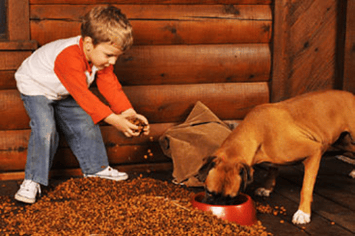 <p>den Hund füttern</p>