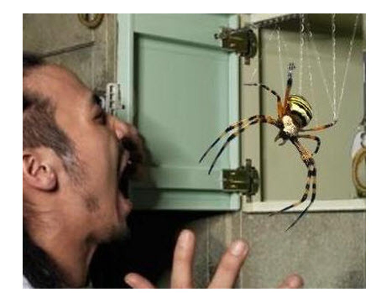 <p>fear of spiders</p>